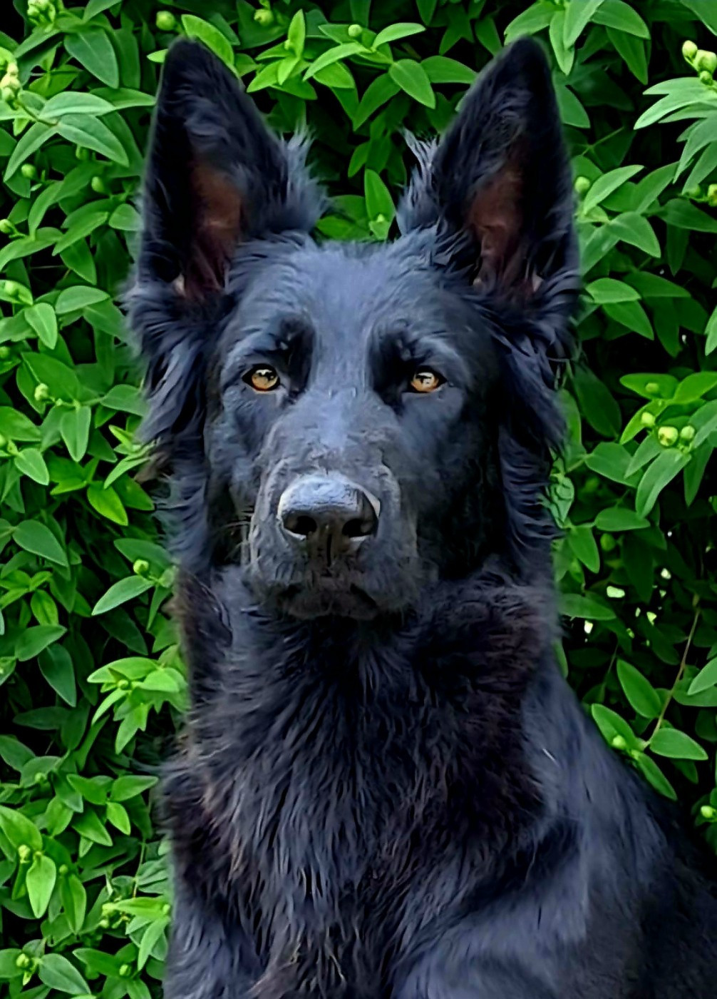 TOPAZE Du Domaine De La Phoenix Dorée