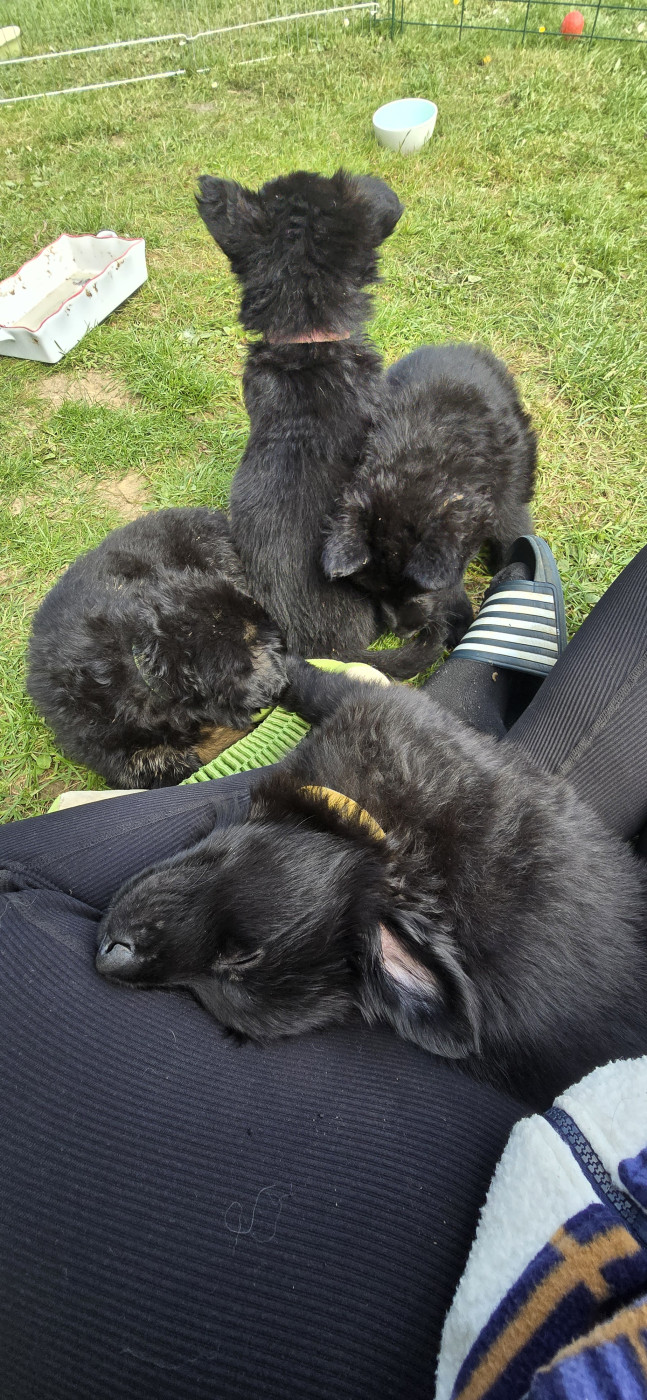 Du Domaine De La Louve Noire - Berger Allemand Poil Long - Portée née le 11/03/2026