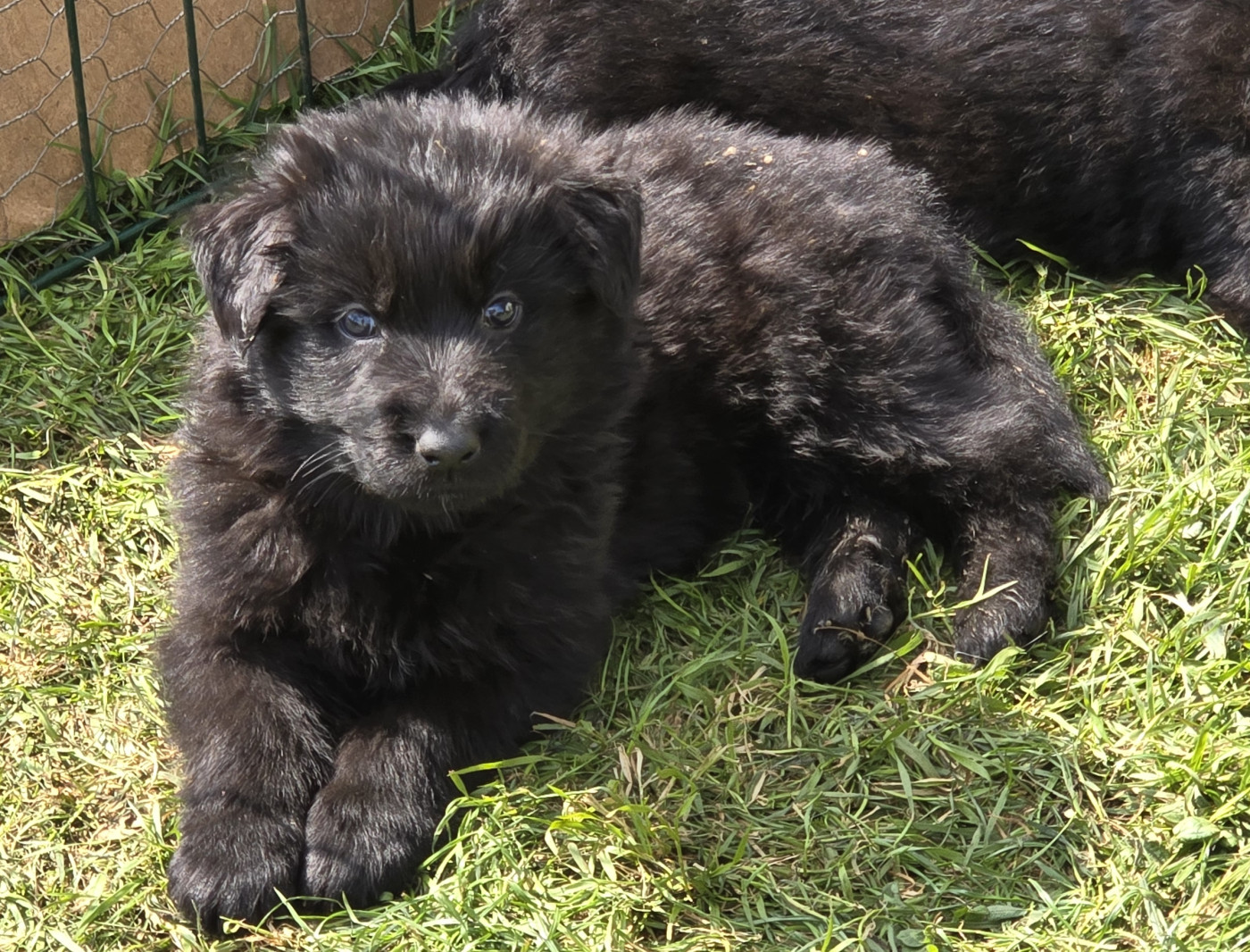 Du Domaine De La Louve Noire - Chiots disponibles - Berger Allemand Poil Long