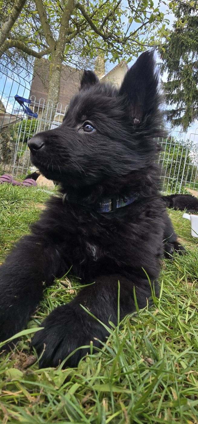 Du Domaine De La Louve Noire - Chiots disponibles - Berger Allemand Poil Long