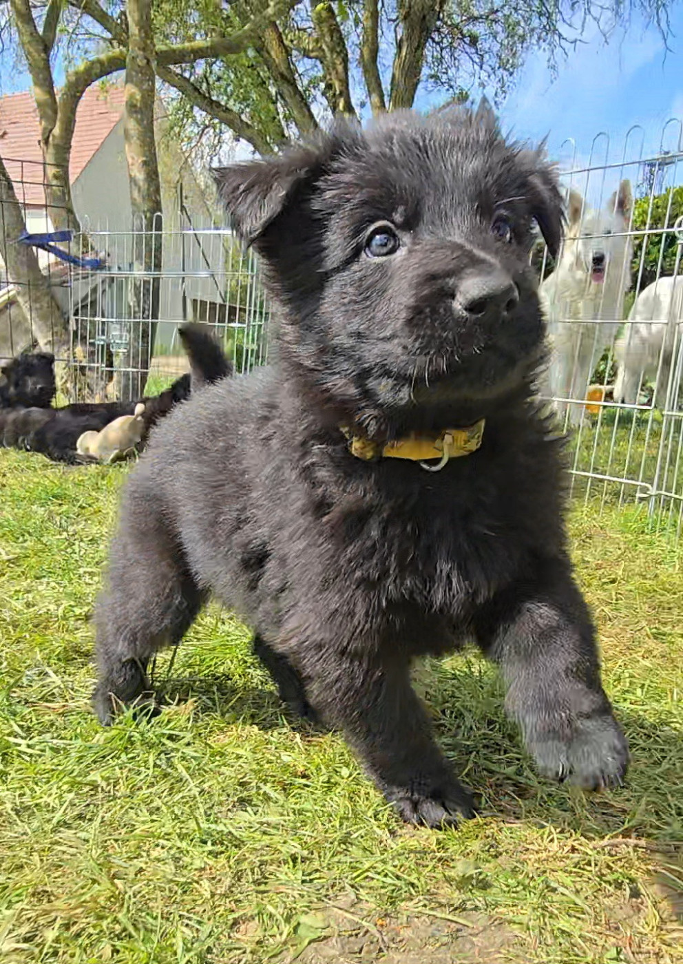 Du Domaine De La Louve Noire - Chiots disponibles - Berger Allemand Poil Long