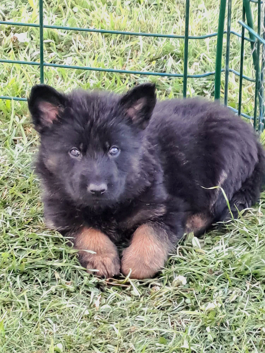 Du Domaine De La Louve Noire - Chiots disponibles - Berger Allemand Poil Long