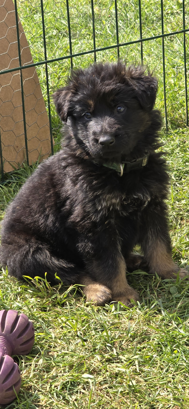 Du Domaine De La Louve Noire - Chiots disponibles - Berger Allemand Poil Long