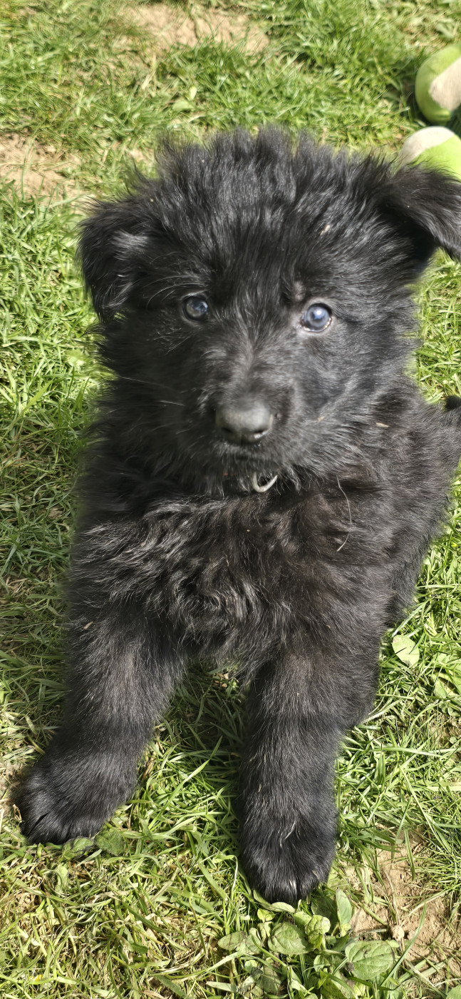 Du Domaine De La Louve Noire - Chiots disponibles - Berger Allemand Poil Long