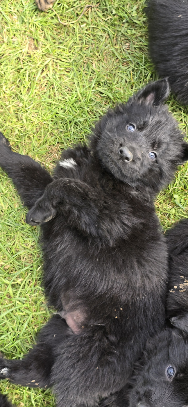 Du Domaine De La Louve Noire - Chiots disponibles - Berger Allemand Poil Long