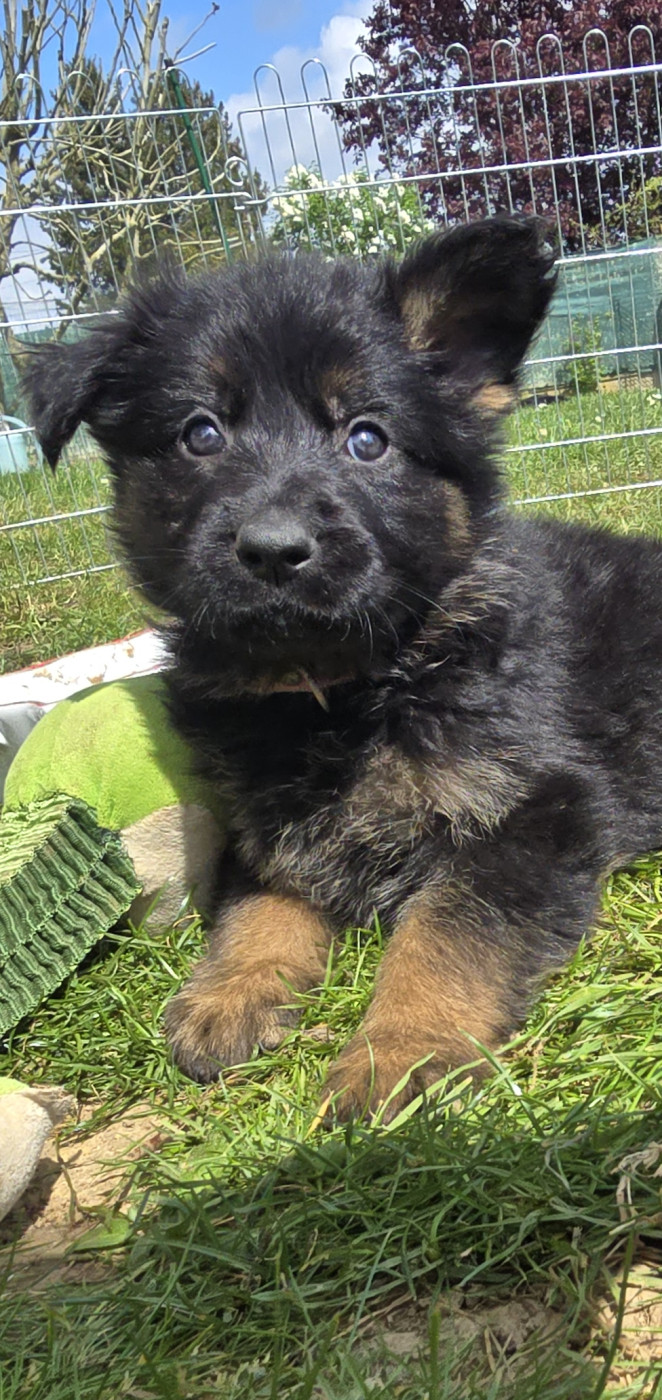 Du Domaine De La Louve Noire - Chiots disponibles - Berger Allemand Poil Long