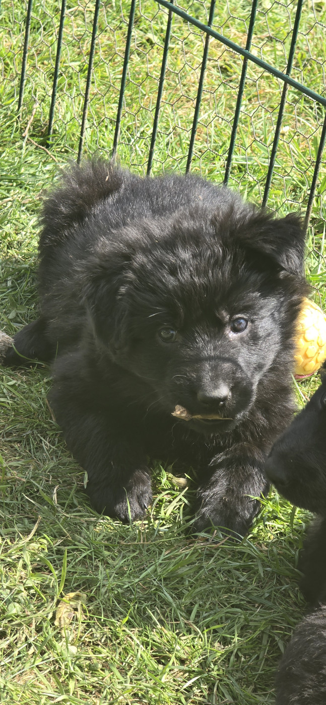 Du Domaine De La Louve Noire - Chiots disponibles - Berger Allemand Poil Long