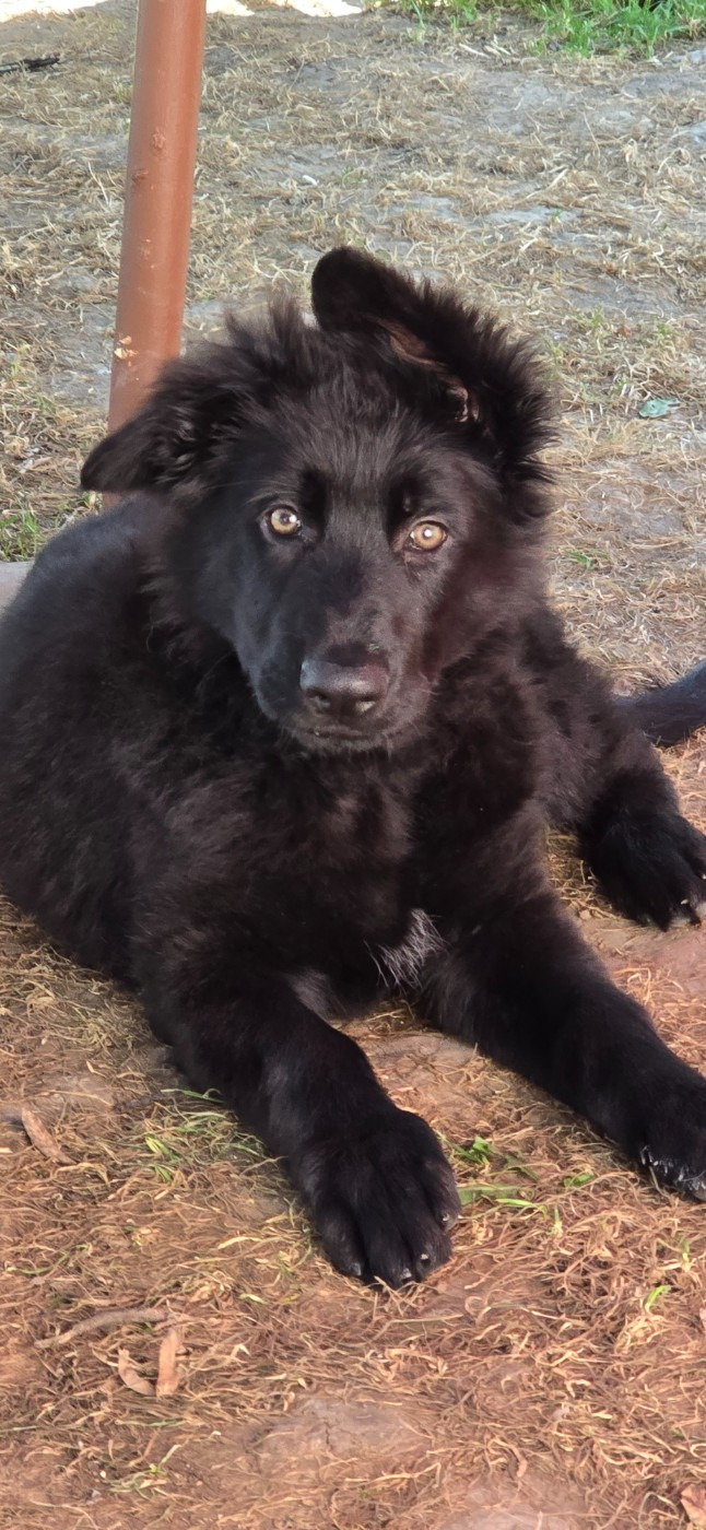 Du Domaine De La Louve Noire - Chiots disponibles - Berger Allemand Poil Long