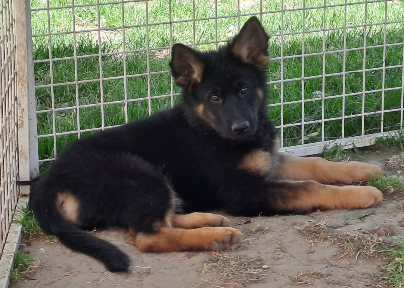 Du Domaine De La Louve Noire - Chiots disponibles - Berger Allemand Poil Long