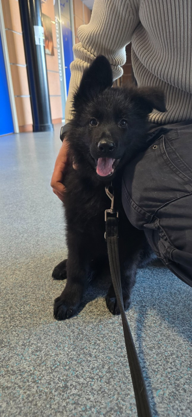 Du Domaine De La Louve Noire - Chiots disponibles - Berger Allemand Poil Long
