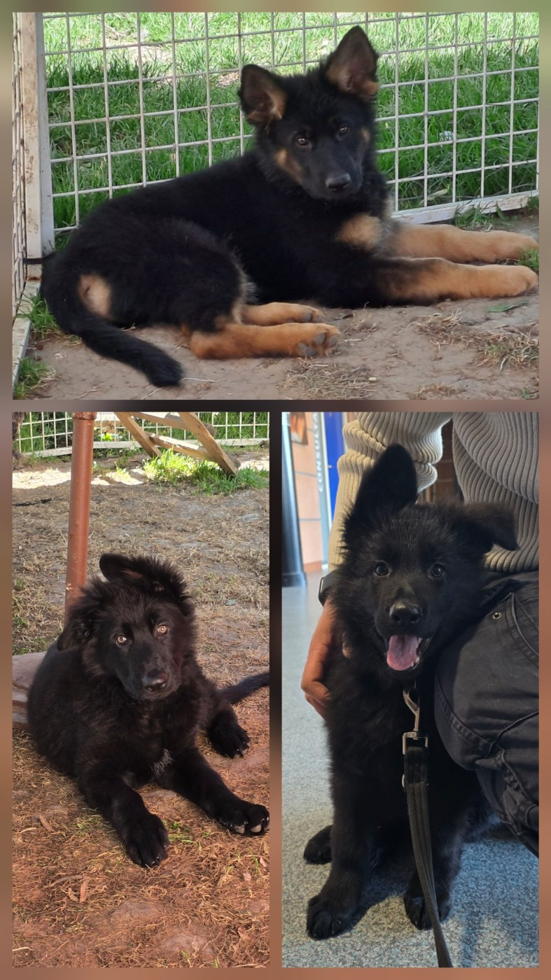 Chiot Berger Allemand Poil Long Du Domaine De La Louve Noire