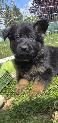 Couleur rose (pas de nom officiel)